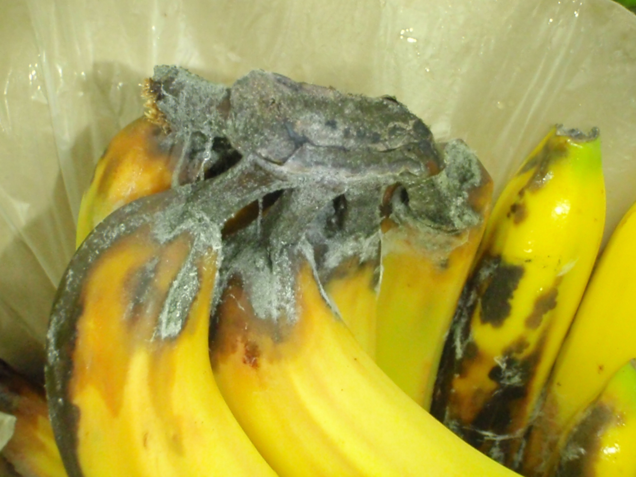 banane 1.JPEG